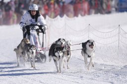 Lenk 2013